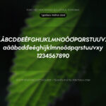 Font Rothek Font Xinh